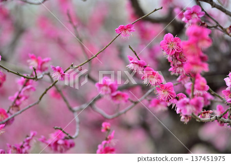 拜林公園 拜林公園 137451975