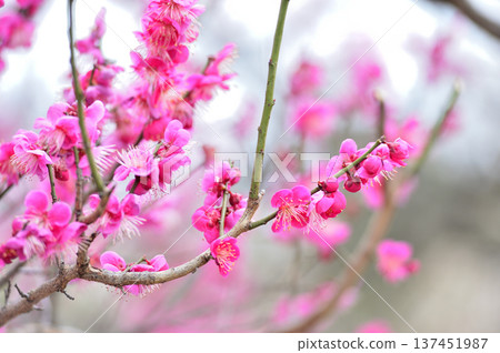拜林公園 拜林公園 137451987