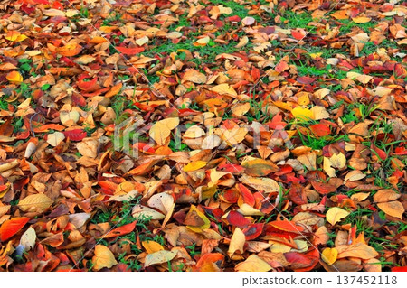 歷史遺跡：根城廣場 - 本丸遺址復原 - 日本百座城堡之一（青森） 137452118