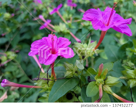 奧斯陸燃燒器 137452277