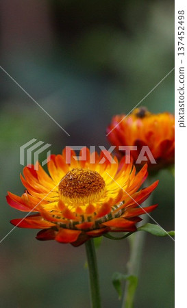 Helichrysum (strawberry) wallpaper 137452498