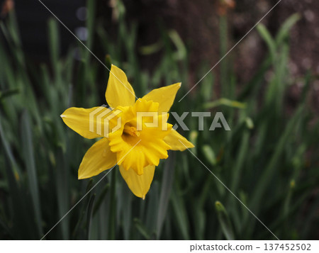 Daffodil flowers bathed in the soft early spring sunshine (close-up of yellow daffodils blooming in a flowerbed in the park) Daffodil flowers bathed in the soft early spring sunshine (close-up of yellow daffodils blooming in a flowerbed in the park) 137452502