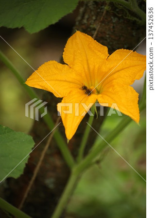Bright yellow pumpkin flower with bee collecting pollen in vegetable garden. Close up of Cucurbita blossom on green vine showing natural pollination process in organic garden agriculture, farming 137452636