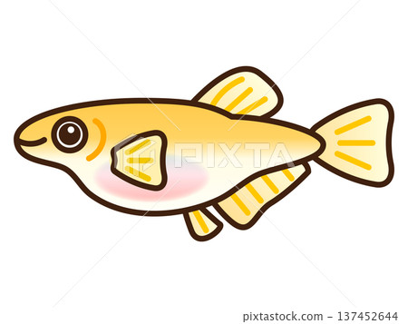 Cute female medaka illustration material 137452644