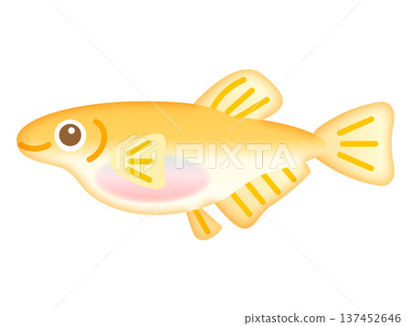 可愛的雌性青鱂插畫素材 2 可愛的雌性青鱂插畫素材 2 137452646