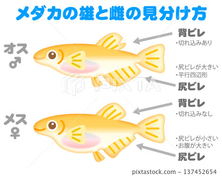 圖示如何區分青鱂魚 2 137452654