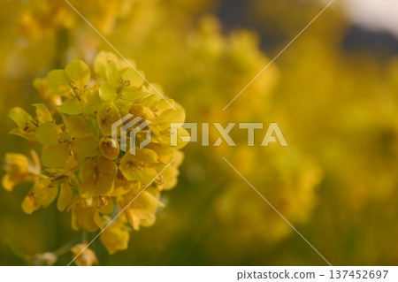 春日陽光下盛開的黃色花朵：柔和的季節色彩 137452697