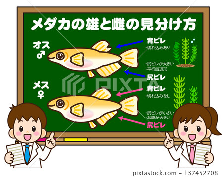 為思考如何區分青鱂魚的小學生所準備的材料 為思考如何區分青鱂魚的小學生所準備的材料 137452708