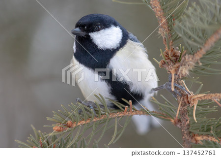 Great tit perched on a pine branch Great tit perched on a pine branch 137452761