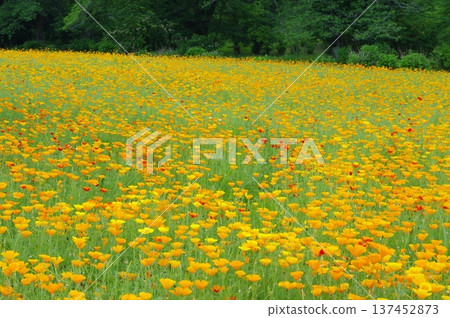 Nagatoro Flower Village - California Poppy flower field Nagatoro Flower Village - California Poppy flower field 137452873