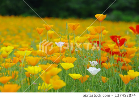 Nagatoro Flower Village - California Poppy flower field Nagatoro Flower Village - California Poppy flower field 137452874