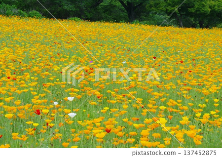 長瀞花村 - 加州罌粟花田 137452875