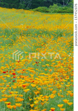 長瀞花村 - 加州罌粟花田 137452876