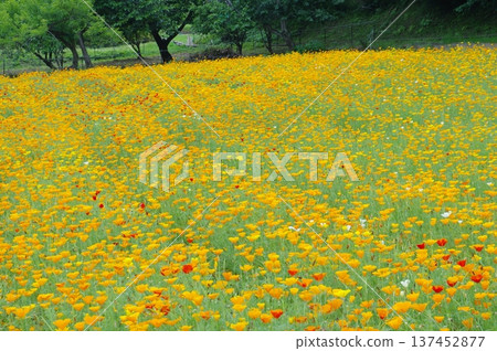 Nagatoro Flower Village - California Poppy flower field 137452877