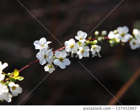 A close-up of the white flowers of a spiraea thunbergii bathed in sunlight filtering through the trees (a branch of a spiraea thunbergii at the edge of a railroad track) A close-up of the white flowers of a spiraea thunbergii bathed in sunlight filtering through the trees (a branch of a spiraea thunbergii at the edge of a railroad track) 137452907
