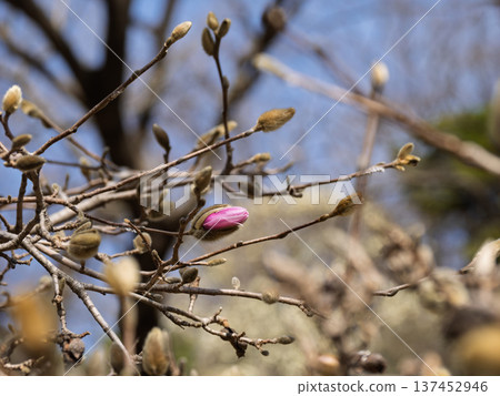 The buds of the Magnolia tree just before blooming - flower buds that herald the arrival of spring 137452946