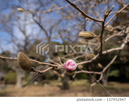Magnolia stellata buds beginning to open at the ends of the branches - an early spring plant Magnolia stellata buds beginning to open at the ends of the branches - an early spring plant 137452947