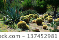 Arizona Barrel Cactus Sonora Desert Arizona 137452981