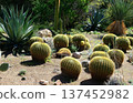 Arizona Barrel Cactus Sonora Desert Arizona 137452982