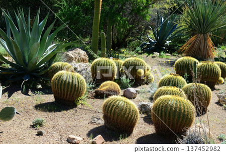 Arizona Barrel Cactus Sonora Desert Arizona 137452982