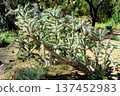 Cholla cactus, Sonora Desert, Mid Winter 137452983