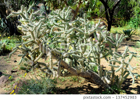 Cholla cactus, Sonora Desert, Mid Winter 137452983