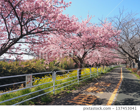 Kawazu Sakura (Kimitsu City) on the boardwalk Kawazu Sakura (Kimitsu City) on the boardwalk 137453041