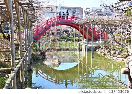 Kameido Tenjin Shrine pond and red drum bridge where plum blossoms have begun to bloom Kameido Tenjin Shrine pond and red drum bridge where plum blossoms have begun to bloom 137453076