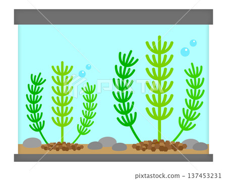 水族箱和水生植物的插圖素材 137453231