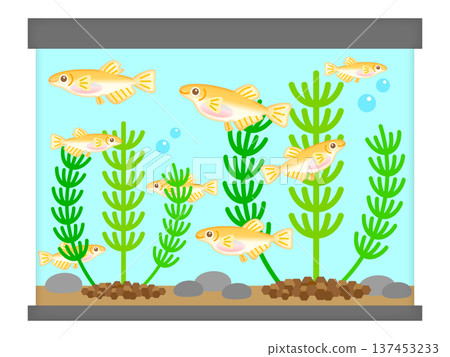 Illustration material of a medaka aquarium and aquatic plants 2 Illustration material of a medaka aquarium and aquatic plants 2 137453233