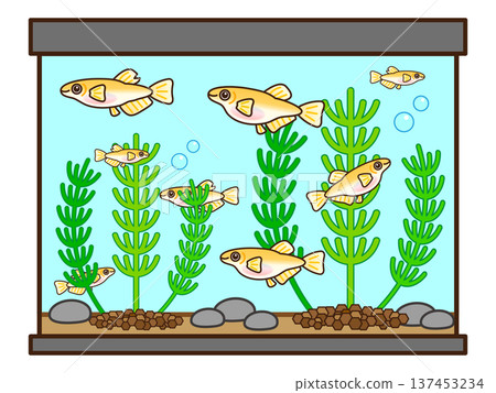 Illustration material of a medaka aquarium and aquatic plants 3 Illustration material of a medaka aquarium and aquatic plants 3 137453234