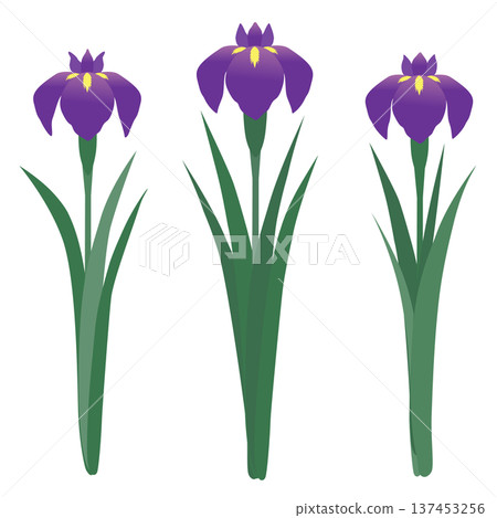 簡單的鳶尾花向量插圖 137453256