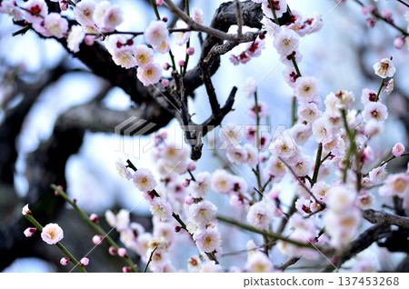 Plum blossoms I saw someday Plum blossoms I saw someday 137453268