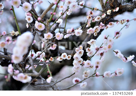 Plum blossoms I saw someday Plum blossoms I saw someday 137453269