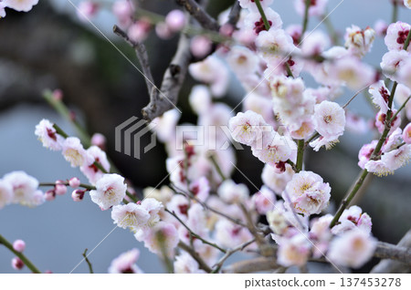 哪天看到的梅花 哪天看到的梅花 137453278