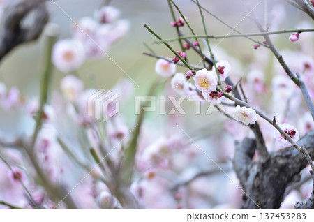Plum blossoms I saw someday Plum blossoms I saw someday 137453283