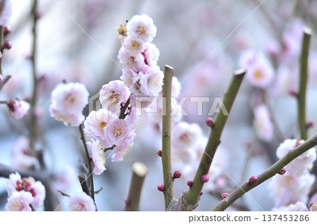 哪天看到的梅花 哪天看到的梅花 137453286
