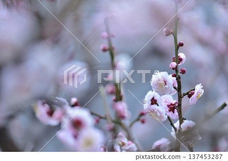 哪天看到的梅花 137453287
