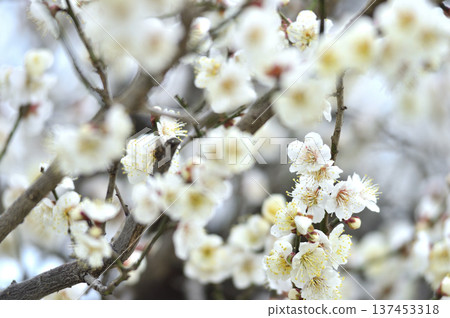 Plum blossoms I saw someday Plum blossoms I saw someday 137453318