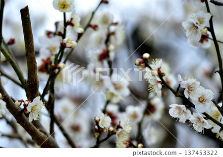 Plum blossoms I saw someday 137453322