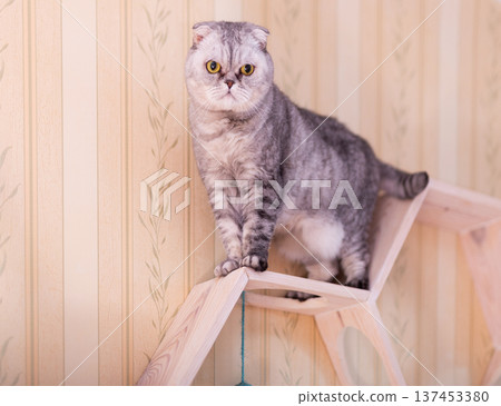 Grey Tabby Cat on Modern Honeycomb Furniture 137453380