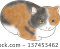 手繪插圖，一隻三花貓正抬頭仰望。 137453462