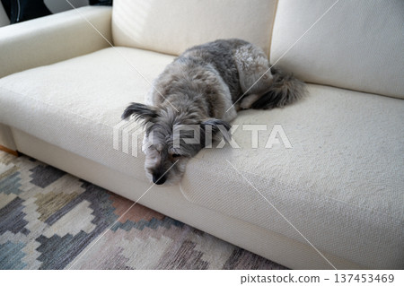 Sleepy small dog resting on sofa in cozy minimalist home interior Sleepy small dog resting on sofa in cozy minimalist home interior 137453469