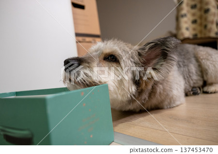 Curious small dog resting on floor with cardboard box at cozy home interior Curious small dog resting on floor with cardboard box at cozy home interior 137453470