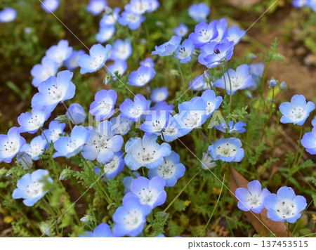 關閉nemophila花 關閉nemophila花 137453515