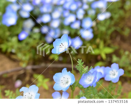 關閉nemophila花 關閉nemophila花 137453516