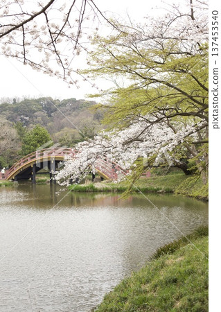 Scenery with rows of cherry blossom trees 137453540