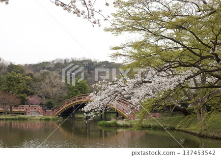 Scenery with rows of cherry blossom trees Scenery with rows of cherry blossom trees 137453542