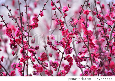 哪天看到的梅花 137453557