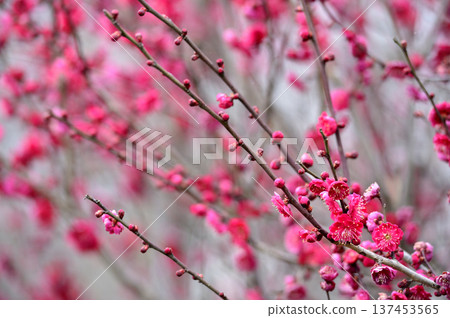 哪天看到的梅花 137453565